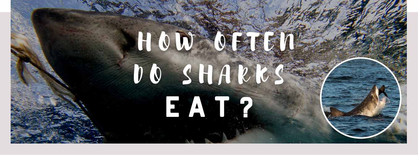 how often do sharks eat