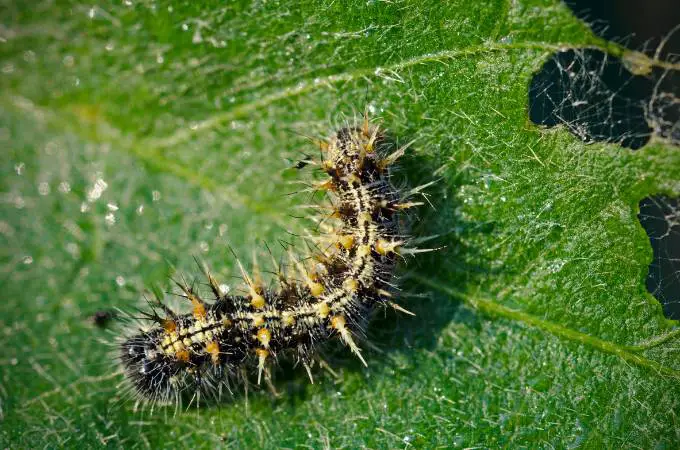 Painted Lady Caterpillars Food Know Their Diet   Lady Caterpillar 