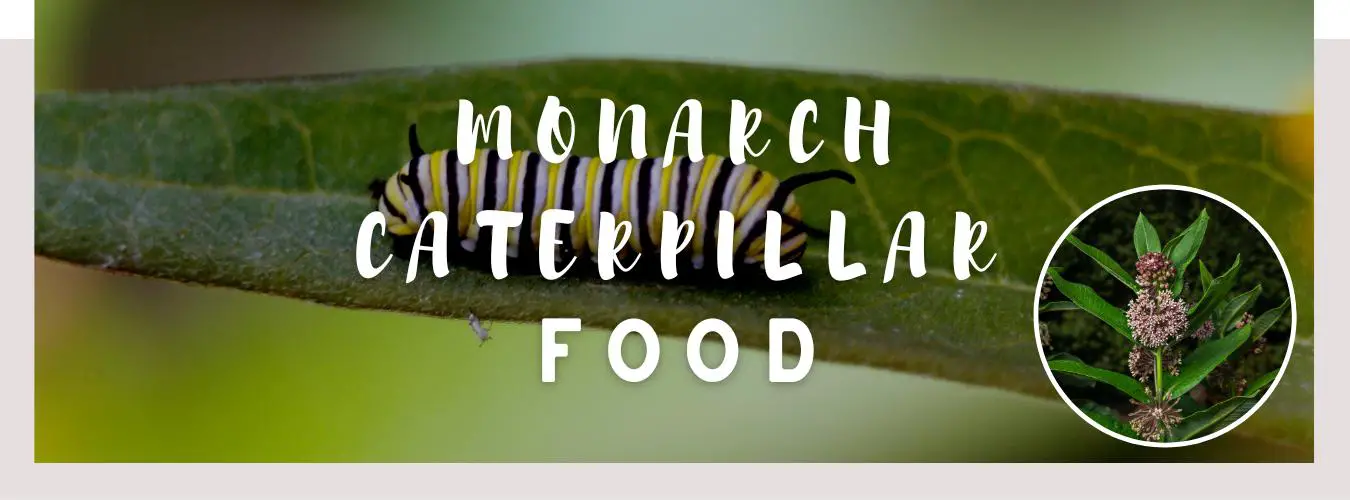 monarch caterpillar food