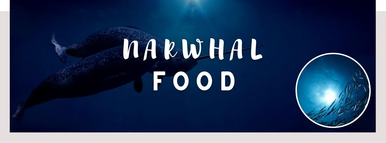 narwhal food