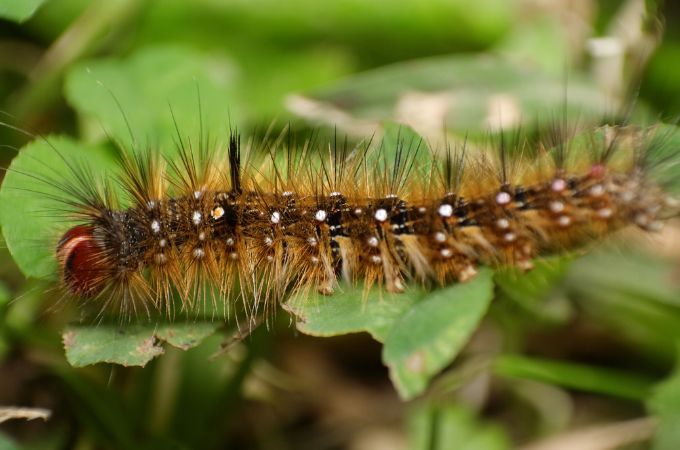 Painted Lady Caterpillars Food Know Their Diet   Painted Lady Caterpillar 