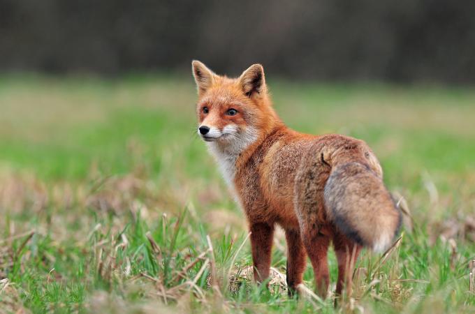 ᐅ What Do Red Foxes Eat? | Understanding Their Diet