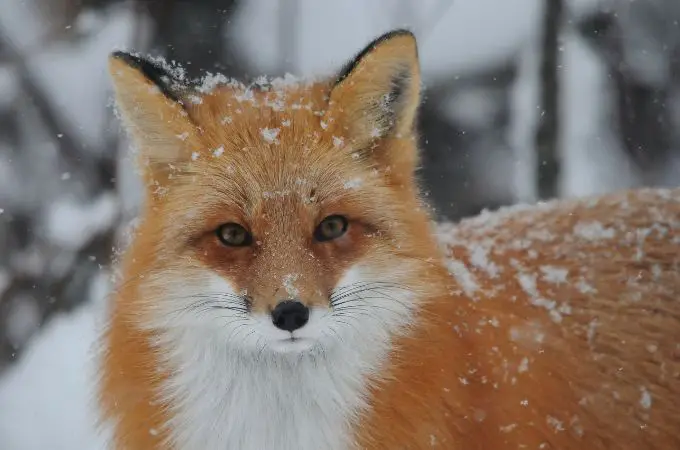 ᐅ What Do Foxes Eat in the Winter? | Understanding The Diet