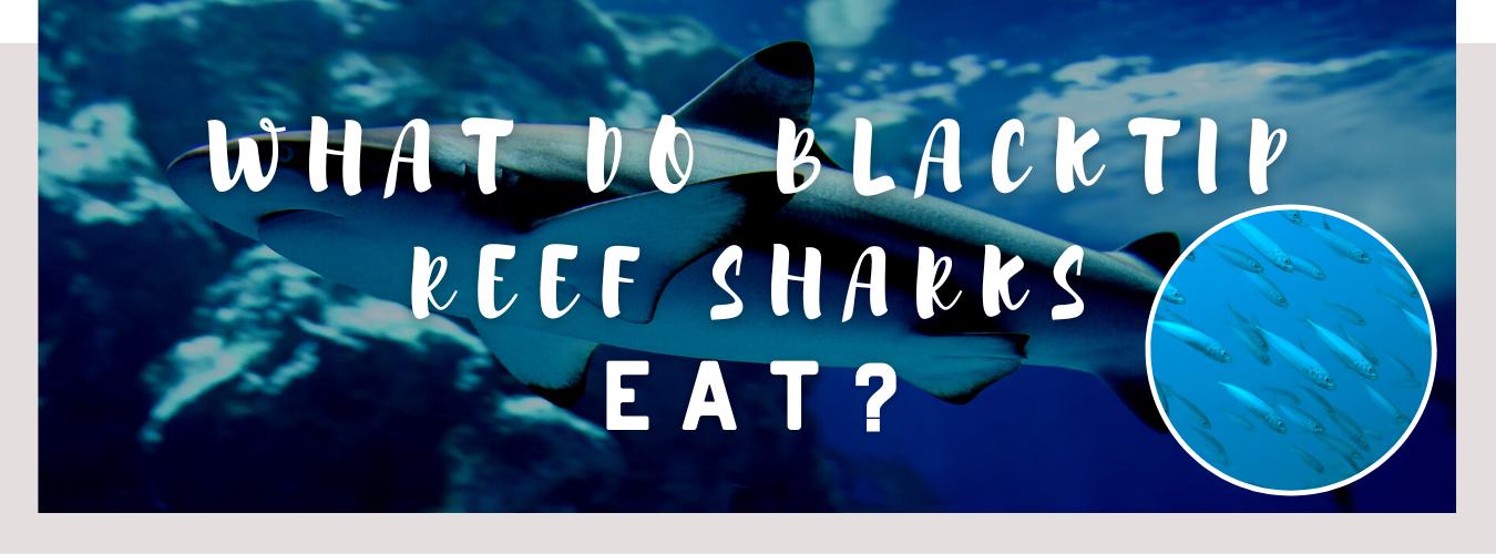 what do blacktip reef sharks eat