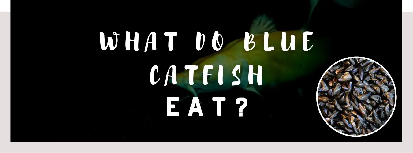 what do blue catfish eat