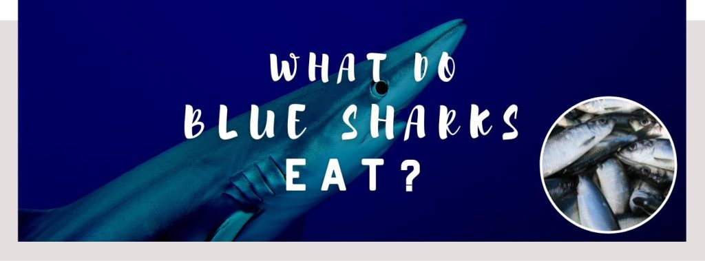 ᐅ What Do Blue Sharks Eat? | Understanding their Diet