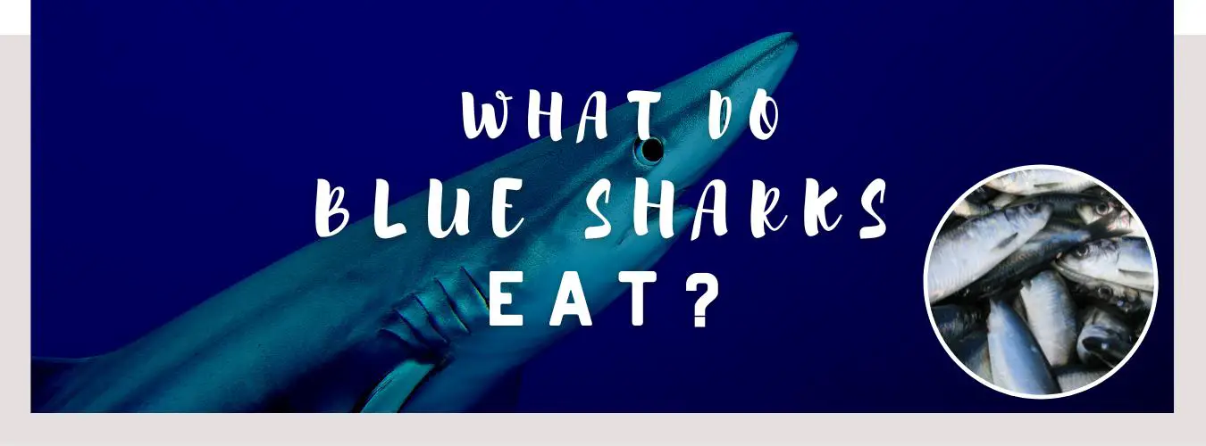 what do blue sharks eat