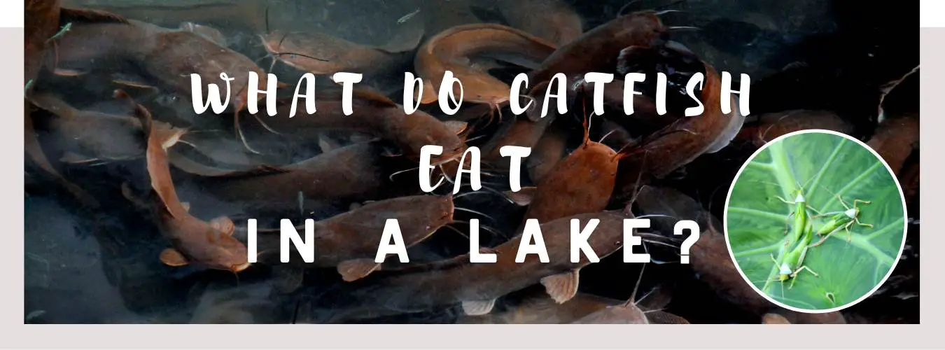 what do catfish eat in a lake