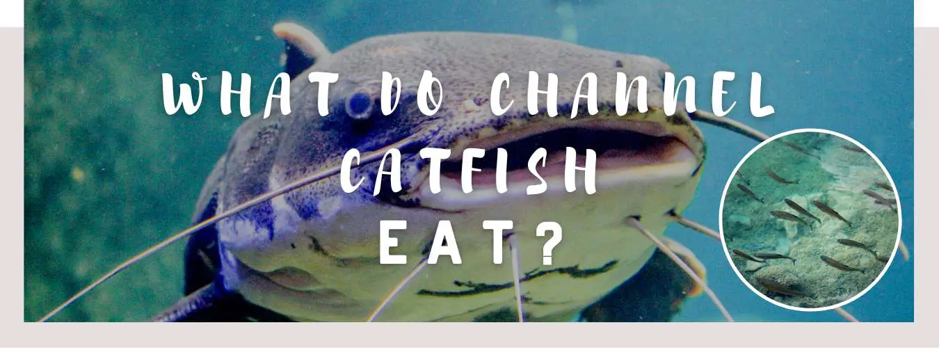 what do channel catfish eat