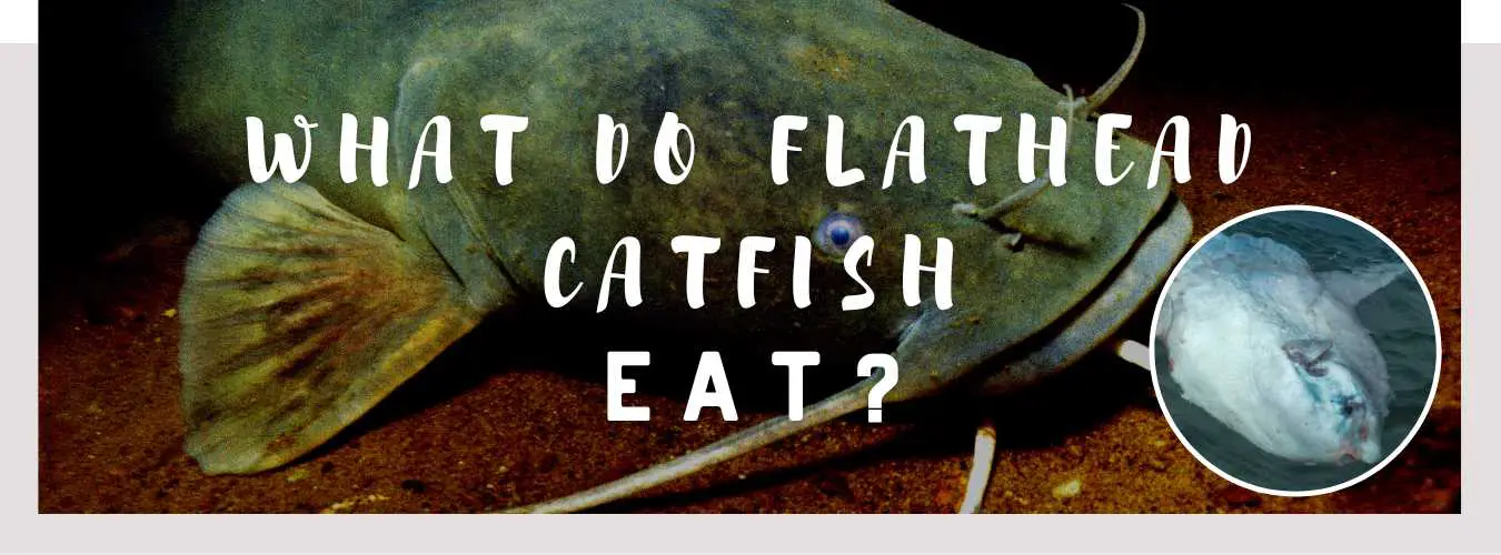 what do flathead catfish eat