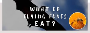 ᐅ What Do Flying Foxes Eat? | Understanding Their Diet