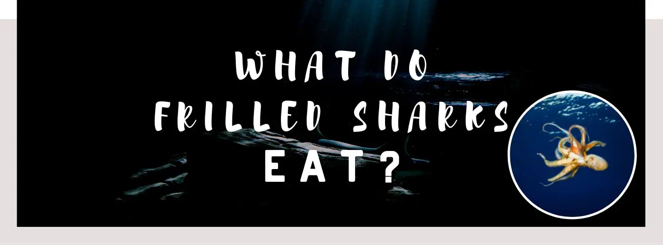 what do frilled sharks eat