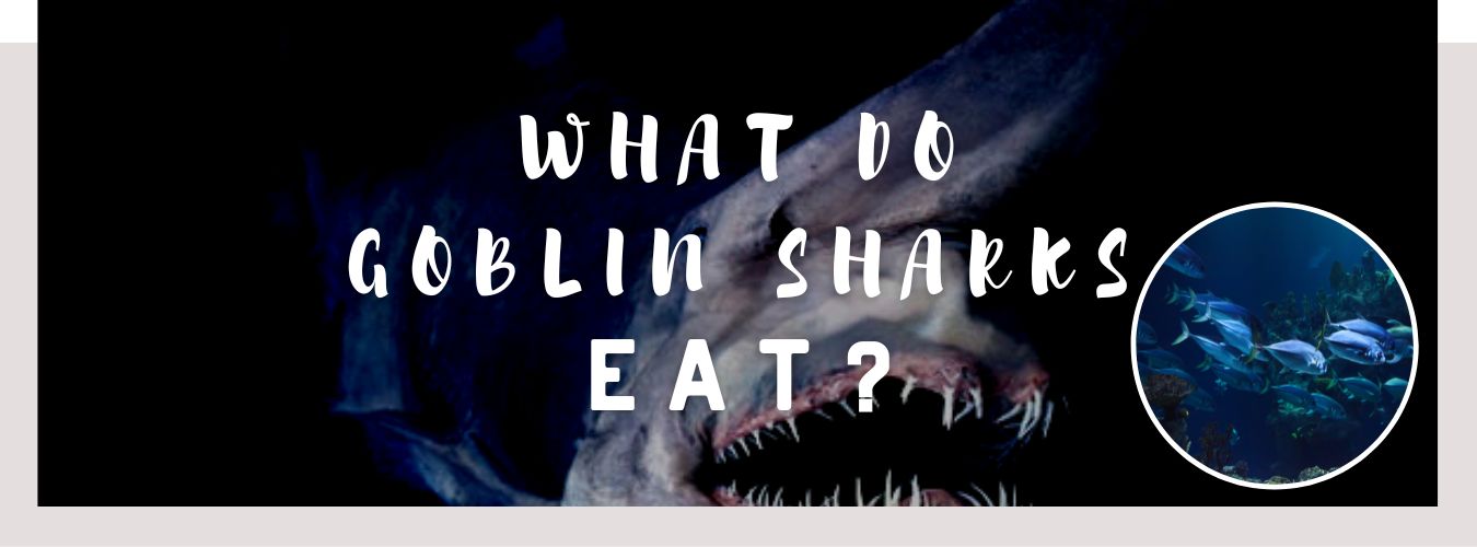 what do goblin sharks eat