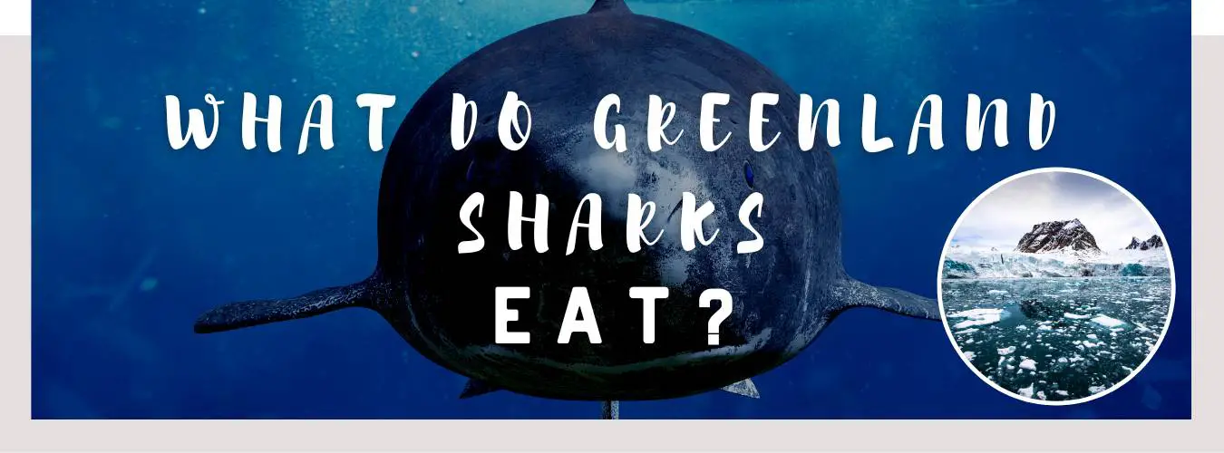 ᐅ What Do Greenland Sharks Eat? | Understanding their Diet