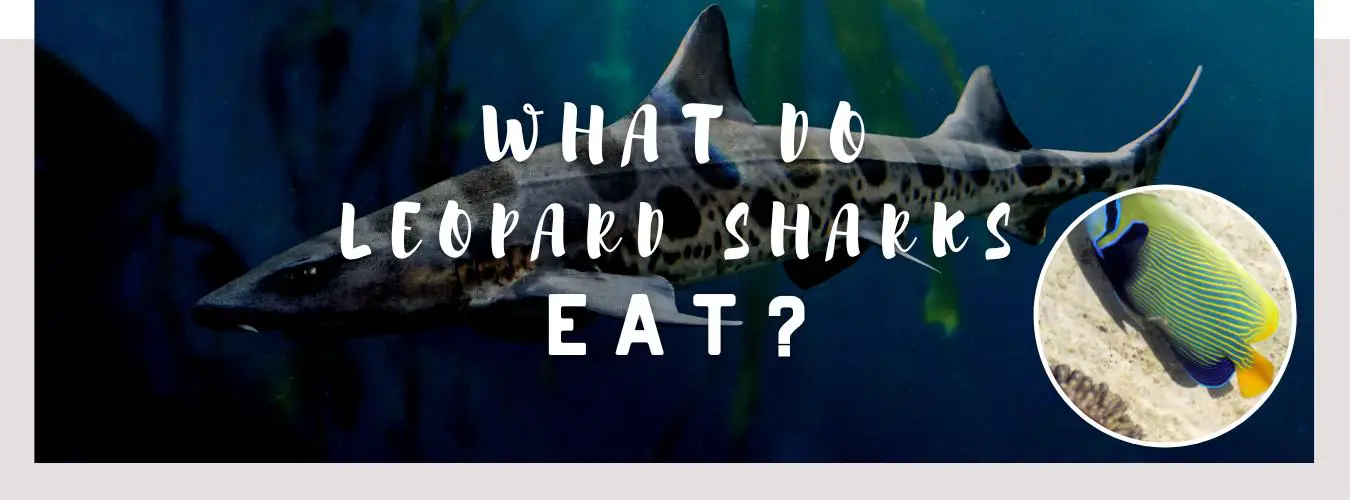 what do leopard sharks eat