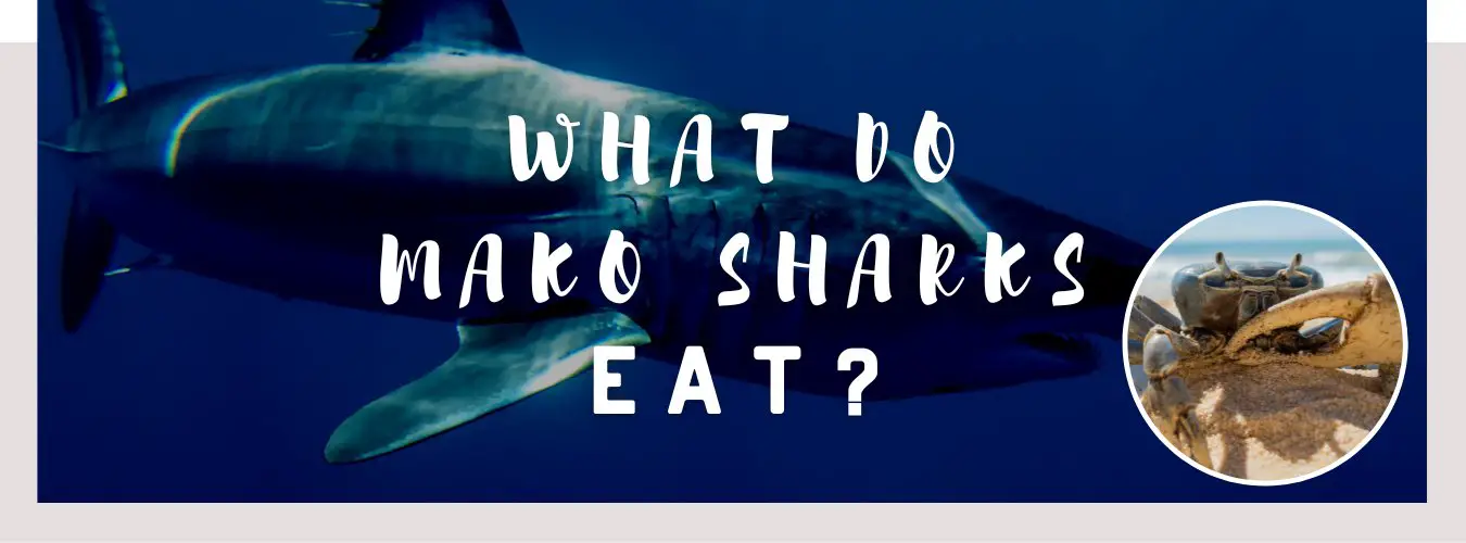 what do mako sharks eat