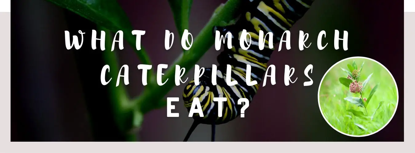 what do monarch caterpillars eat