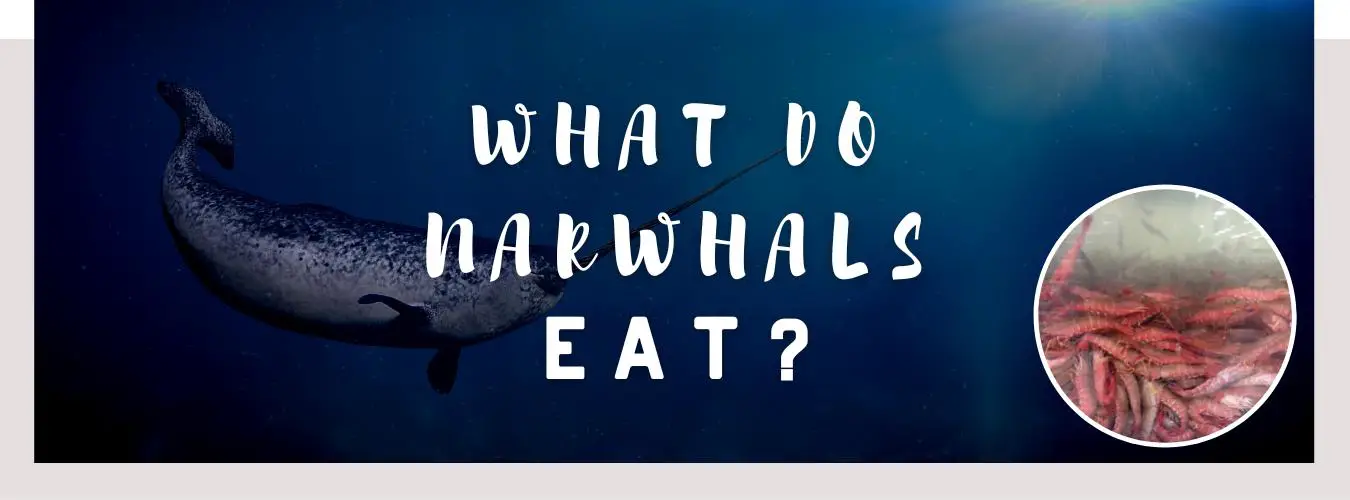 what do narwhals eat