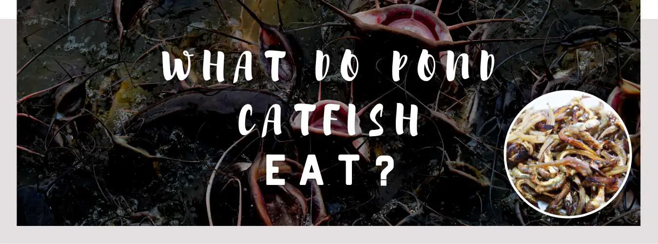 what do pond catfish eat