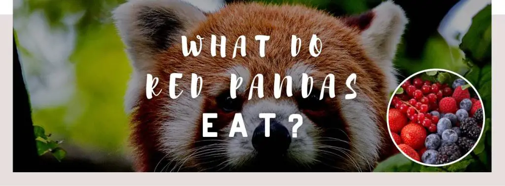 ᐅ What Do Red Pandas Eat? | Understanding their Diet