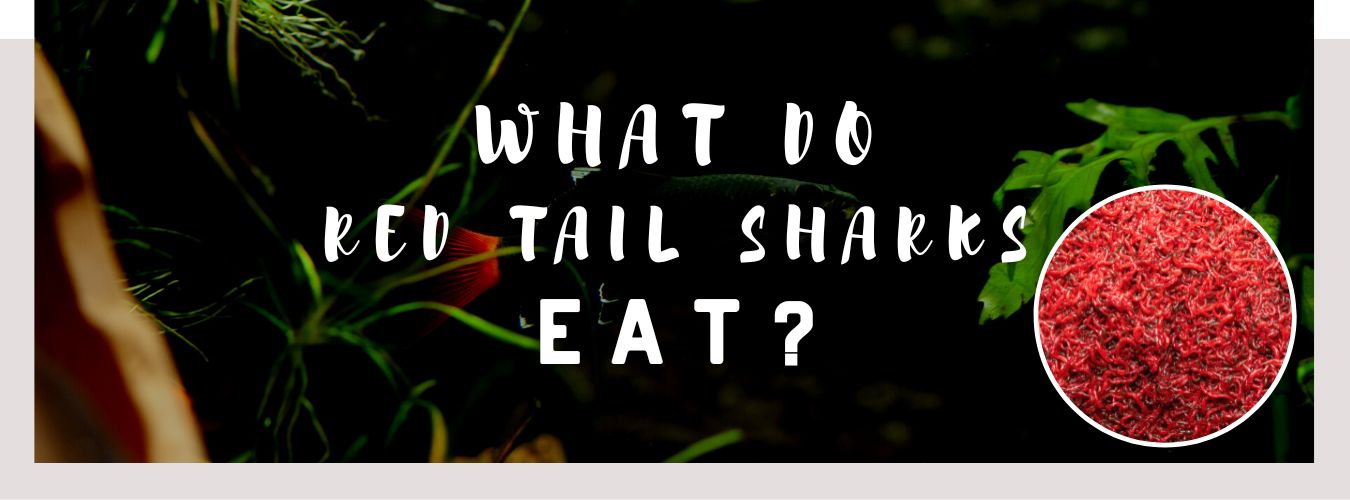 what do red tail sharks eat
