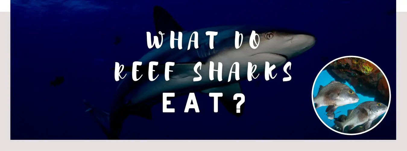 what do reef sharks eat