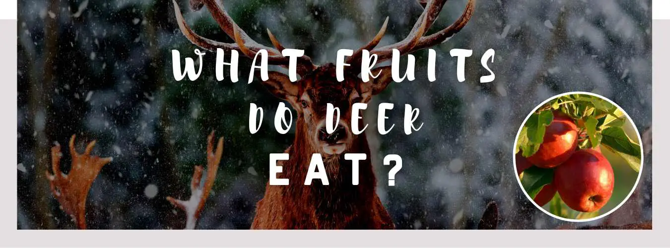 what fruits do deer eat