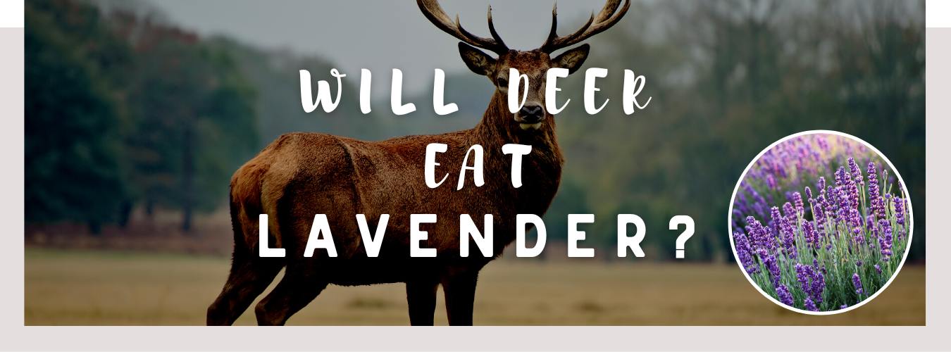 ᐅ Will Deer Eat Lavender? Toxic or Healthy