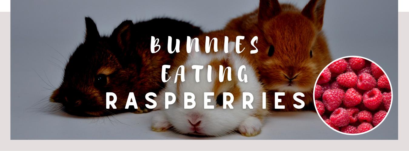 bunnies eating raspberries