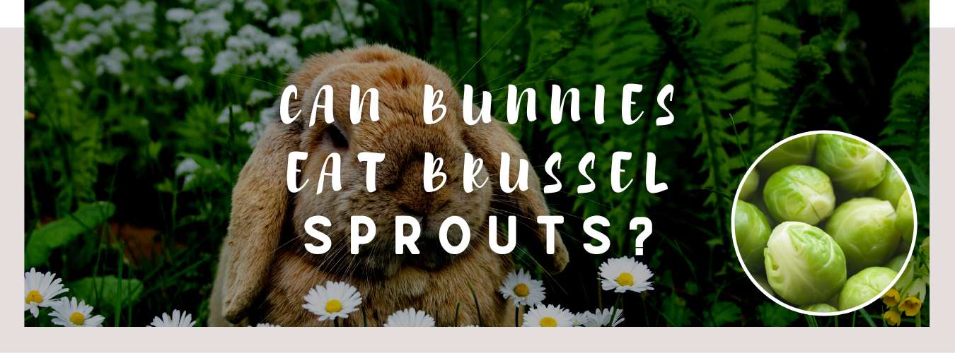 can bunnies eat brussel sprouts