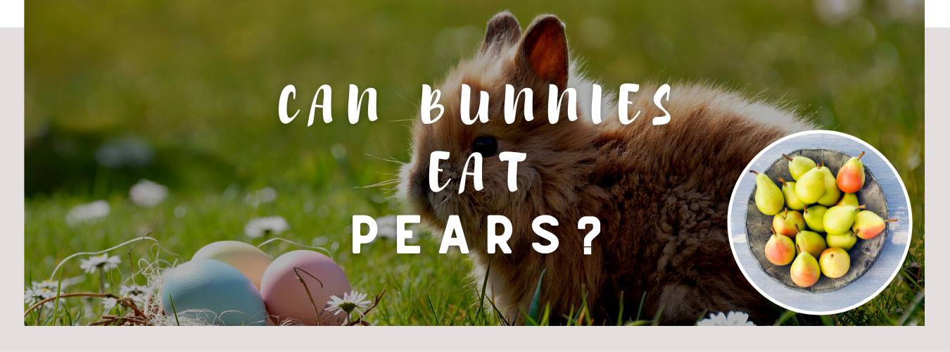 can bunnies eat pears
