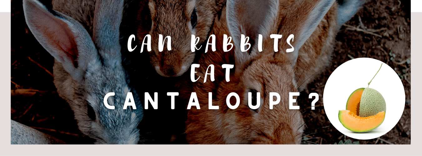can rabbits eat cantaloupe