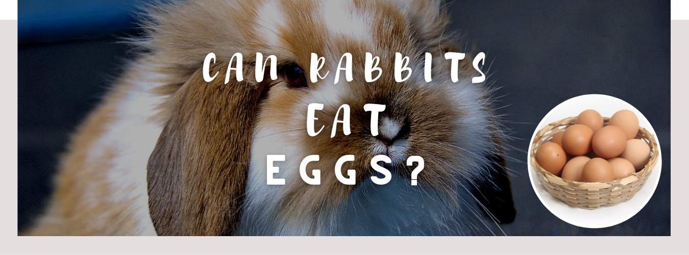 can rabbits eat eggs