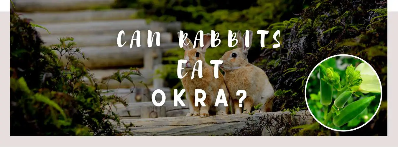 can rabbits eat okra