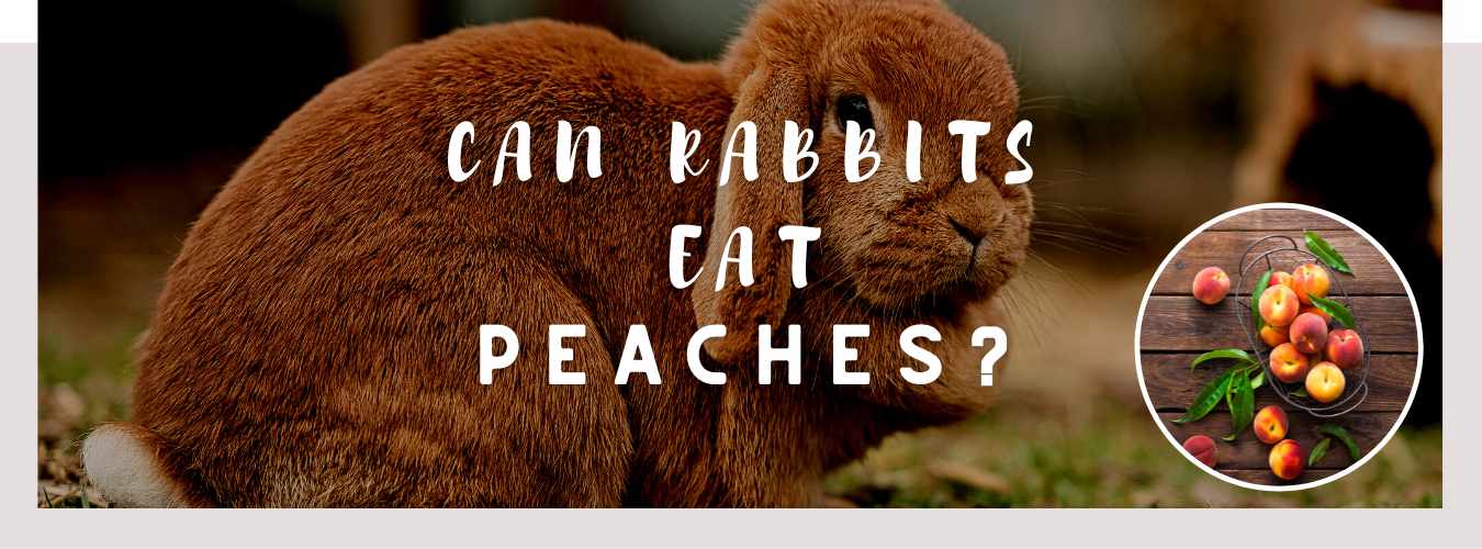 can rabbits eat peaches