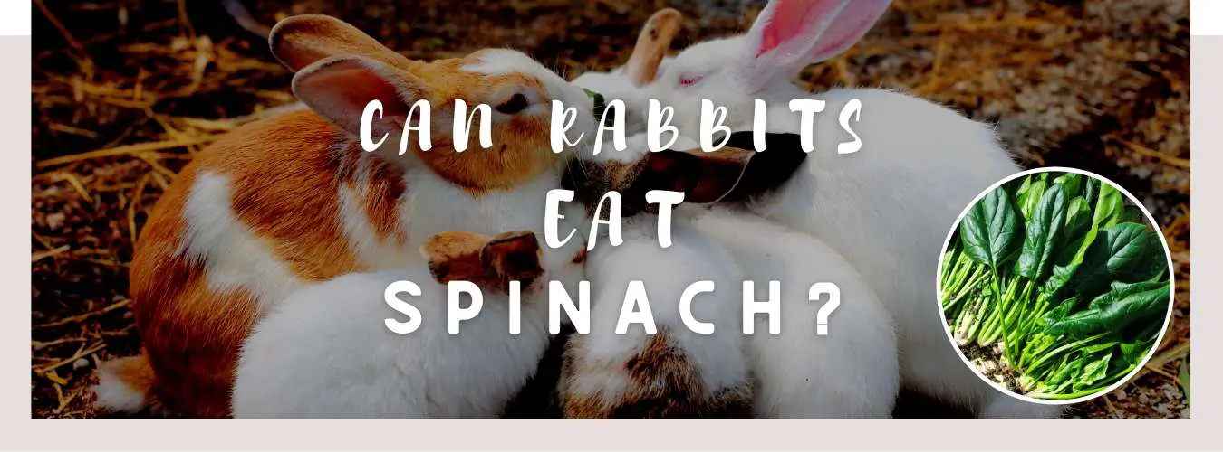 can rabbits eat spinach