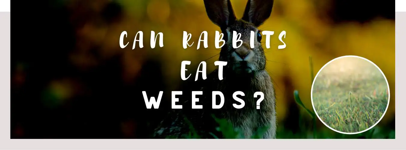 can rabbits eat weeds