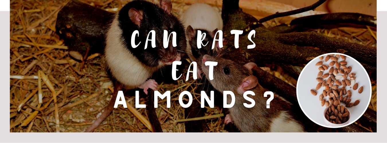 can rats eat almonds