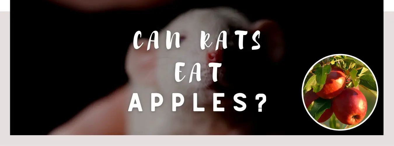 can rats eat apples