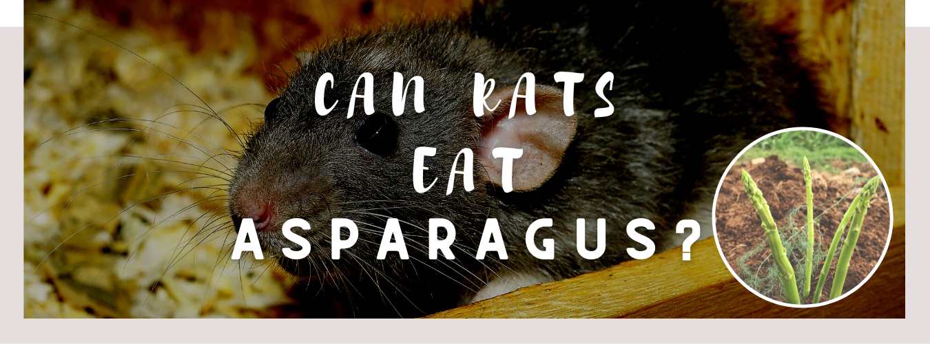 can rats eat asparagus