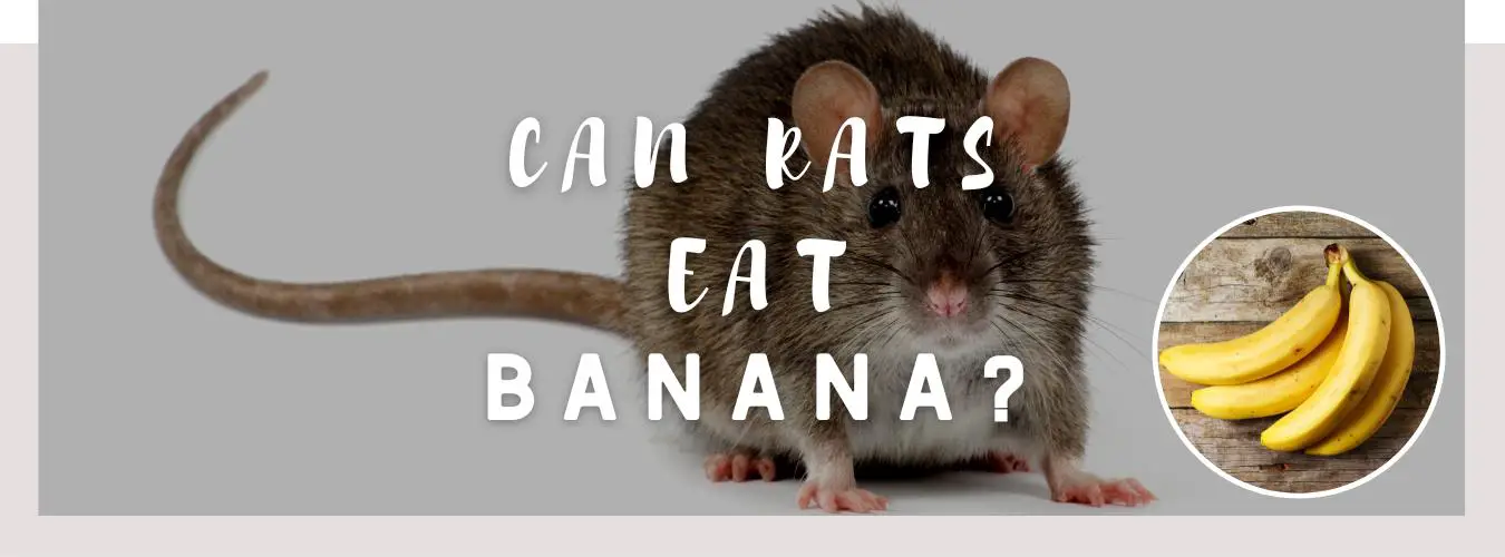 can rats eat banana