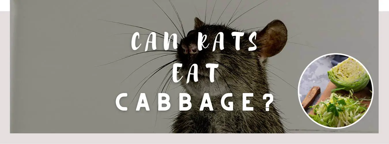 can rats eat cabbage