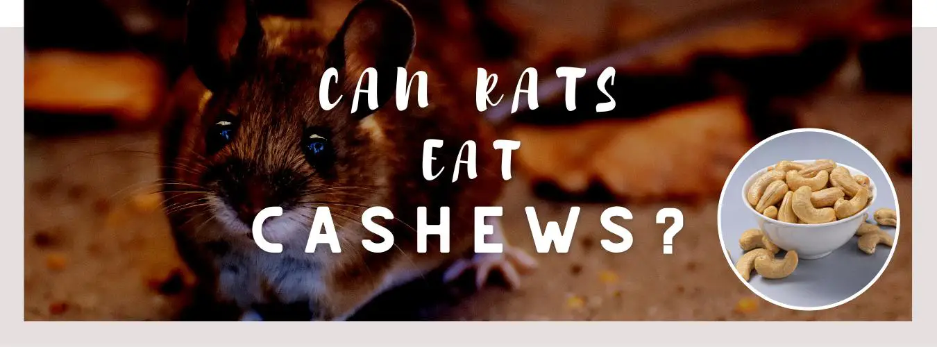 can rats eat cashews