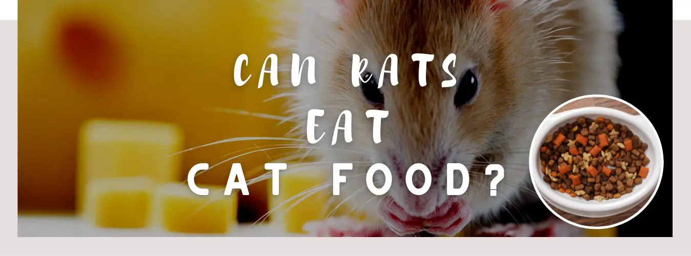 can rats eat cat food