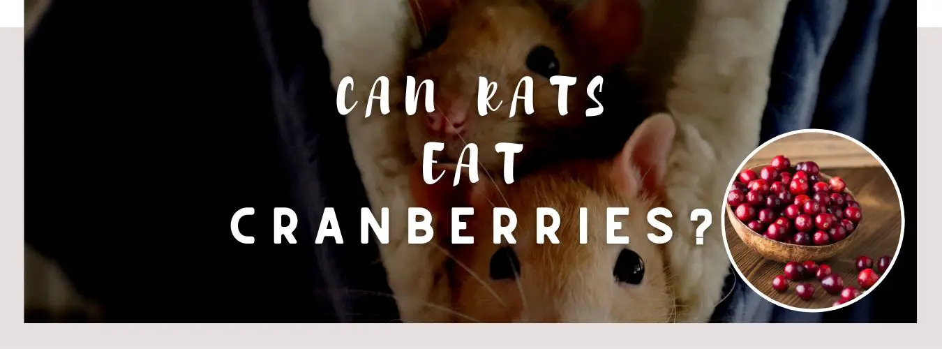 can rats eat cranberries