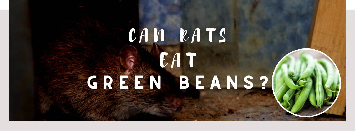 can rats eat green beans