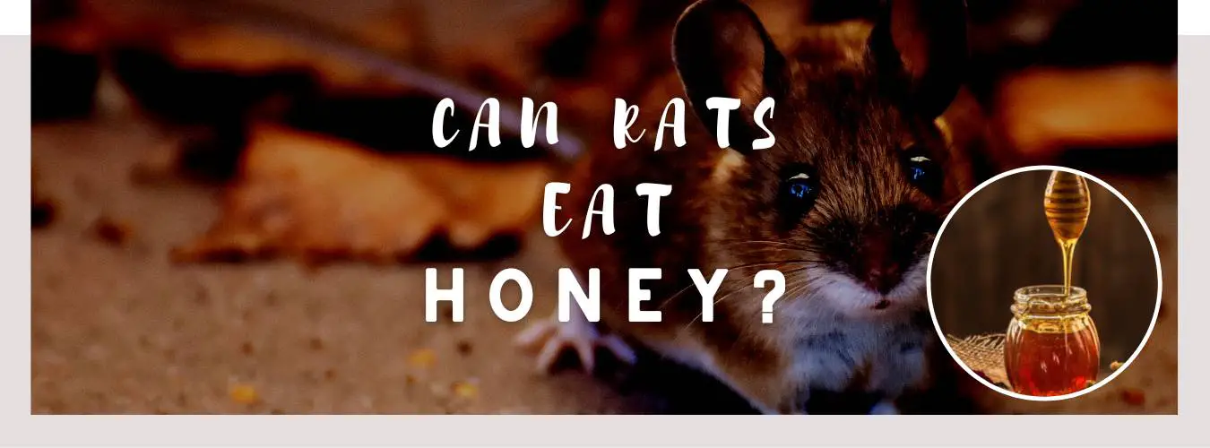 can rats eat honey