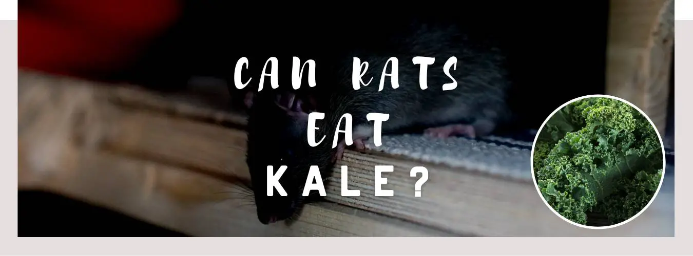 can rats eat kale