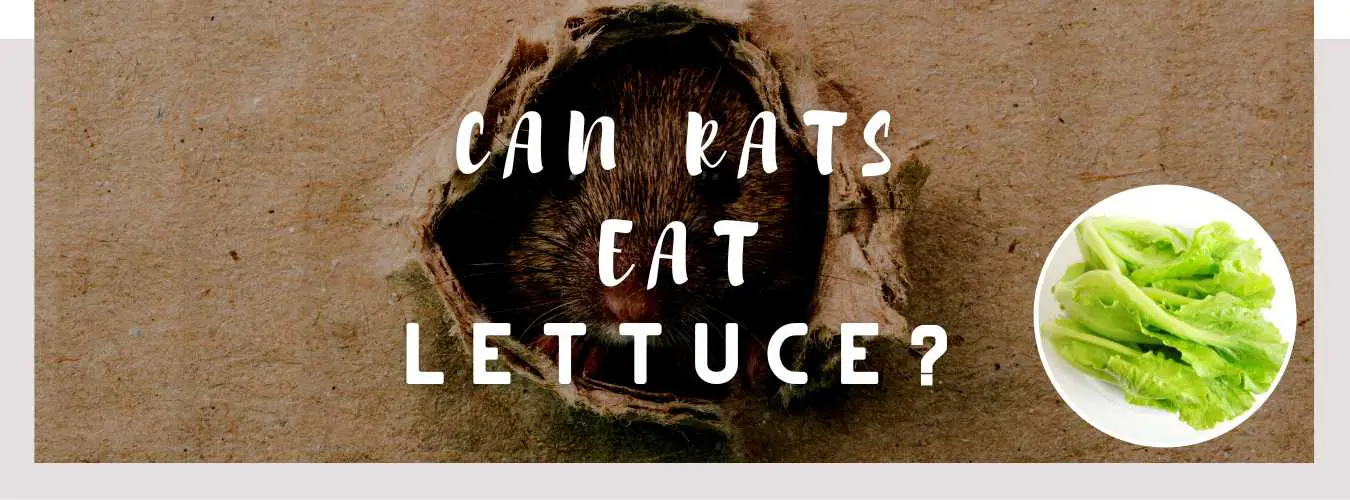 can rats eat lettuce