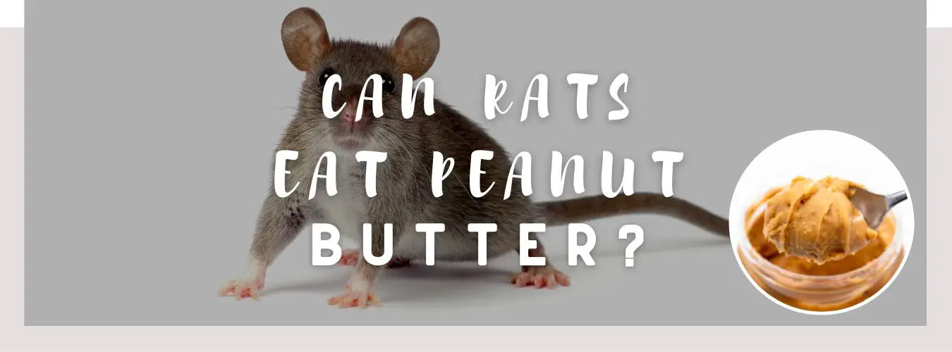 can rats eat peanut butter